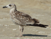 Larus armenicus